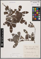 Foto von Salix aurita L. x Salix caprea L.